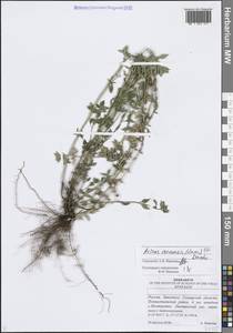 Пахучка полевая, Щебрушка полевая (L.) Kuntze, Восточная Европа, Средневолжский район (E8) (Россия)