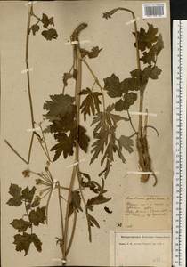 Heracleum sphondylium subsp. sibiricum (L.) Simonk., Восточная Европа, Северо-Западный район (E2) (Россия)