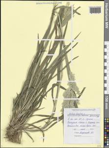 Бухарник шерстистый L., Кавказ, Черноморское побережье (от Новороссийска до Адлера) (K3) (Россия)