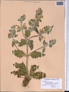 Phlomoides subspicata (Popov) Adylov, Kamelin & Makhm., Средняя Азия и Казахстан, Копетдаг, Бадхыз, Малый и Большой Балхан (M1) (Туркмения)
