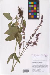 Salvia nutans × stepposa, Восточная Европа, Ростовская область (E12a) (Россия)