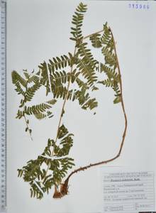 Щитовник сихотинский Kom., Сибирь, Дальний Восток (S6) (Россия)