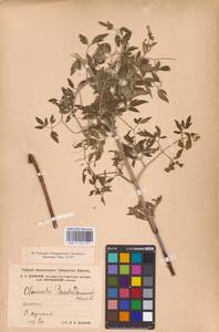 Ломонос чинолистный Besser ex Rchb., Восточная Европа, Центральный лесостепной район (E6) (Россия)