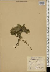 Полынь альпийская Pall. ex Willd., Кавказ, Дагестан (K2) (Россия)