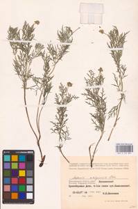 Горицвет волжский, Адонис волжский DC., Восточная Европа, Нижневолжский район (E9) (Россия)