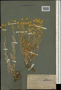 Псефеллюс желтоголовый, Кавказ, Азербайджан (K6) (Азербайджан)