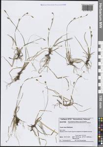 Осока рыхлая Wahlenb., Сибирь, Центральная Сибирь (S3) (Россия)