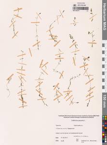 Болотник обыкновенный L., Сибирь, Чукотка и Камчатка (S7) (Россия)