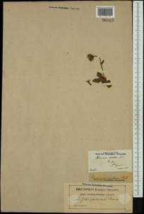 Hieracium mixtum Lapeyr. ex Froel., Западная Европа (EUR) (Франция)