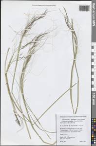 Neotrinia splendens (Trin.) M.Nobis, P.D.Gudkova & A.Nowak, Сибирь, Прибайкалье и Забайкалье (S4) (Россия)