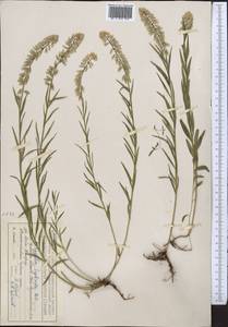 Истод хохлатый, Средняя Азия и Казахстан, Северный и Центральный Тянь-Шань (M4) (Киргизия)