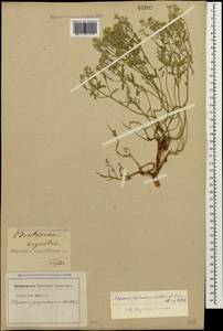 Odontarrhena tortuosa subsp. tortuosa, Кавказ, Грузия (K4) (Грузия)
