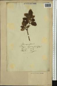 Ilex aquifolium L., Западная Европа (EUR) (Неизвестно)