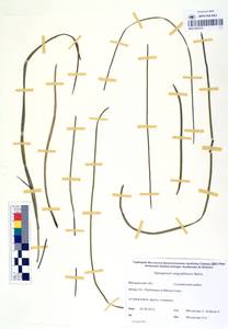 MAG 0003153, Ежеголовник узколистный Michx., Сибирь, Чукотка и Камчатка (S7) (Россия)