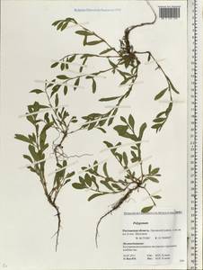 Спорыш, Восточная Европа, Ростовская область (E12a) (Россия)