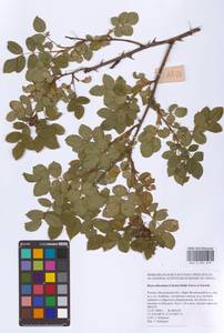 Шиповник почти-собачий (Christ) Dalla Torre & Sarnth., Восточная Европа, Московская область и Москва (E4a) (Россия)