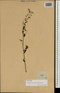 Paracynoglossum lanceolatum (Forssk.) R. R. Mill, Зарубежная Азия (ASIA) (Филиппины)