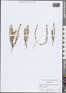 Вероника весенняя L., Восточная Европа, Московская область и Москва (E4a) (Россия)