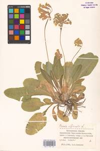 Primula veris subsp. veris, Восточная Европа, Центральный лесной район (E5) (Россия)