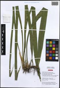 Aspidistra viridiflora Vislobokov & Nuraliev, Зарубежная Азия (ASIA) (Вьетнам)