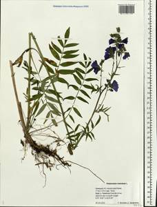 Синюха голубая L., Восточная Европа, Северный район (E1) (Россия)