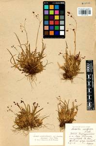 Luzula arcuata subsp. unalaschkensis (Buch.) Hultén, Сибирь, Прибайкалье и Забайкалье (S4) (Россия)
