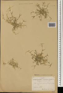 Sporobolus aculeatus (L.) P.M.Peterson, Монголия (MONG) (Монголия)