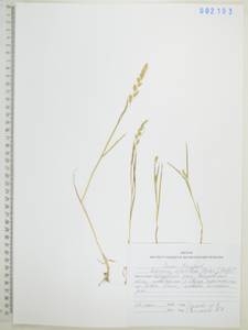 Бекмания восточная (Steud.) Fernald, Сибирь, Дальний Восток (S6) (Россия)