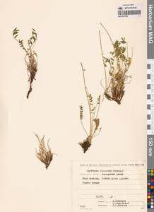 Остролодочник белоцветковый (Pall.) Pers., Сибирь, Чукотка и Камчатка (S7) (Россия)