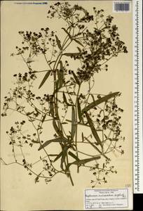 Bupleurum ramosissimum var. wightii (P. K. Mukh.) Bennet, Зарубежная Азия (ASIA) (Индия)