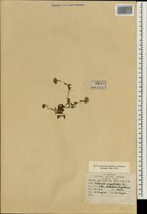 Pulicaria angustifolia DC., Зарубежная Азия (ASIA) (Индия)