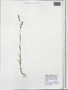 Silene conica subsp. conica, Кавказ, Ставропольский край, Карачаево-Черкесия, Кабардино-Балкария (K1b) (Россия)