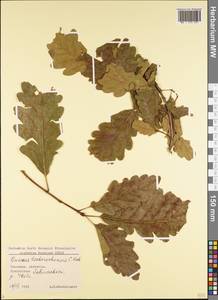 Quercus petraea subsp. polycarpa (Schur) Soó, Кавказ, Грузия (K4) (Грузия)