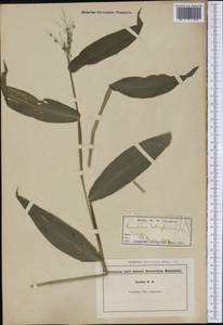 Panicum latifolium L., Америка (AMER) (США)