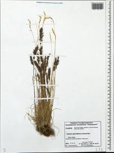 Koeleria subalpestris (Hartm.) Barberá, Quintanar, Soreng & P.M.Peterson, Сибирь, Центральная Сибирь (S3) (Россия)