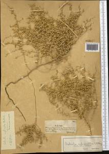 Caroxylon implicatum (Botsch.) Akhani & Roalson, Средняя Азия и Казахстан, Муюнкумы, Прибалхашье и Бетпак-Дала (M9) (Казахстан)