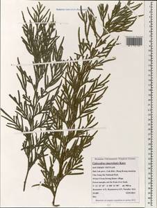 Calocedrus macrolepis Kurz, Зарубежная Азия (ASIA) (Вьетнам)