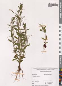 Кипрей железистый (Lehm.) Hoch & P.H.Raven, Сибирь, Чукотка и Камчатка (S7) (Россия)