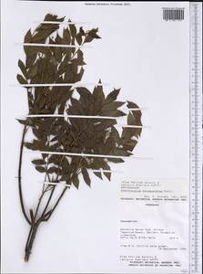 Averrhoidium paraguaiense Radlk., Америка (AMER) (Парагвай)