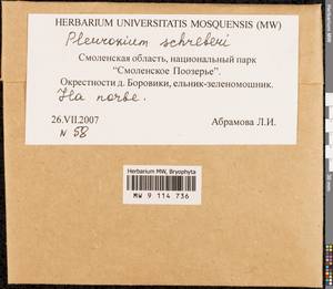 Pleurozium schreberi (Willd. ex Brid.) Mitt., Гербарий мохообразных, Мхи - Центральное Нечерноземье (B6) (Россия)
