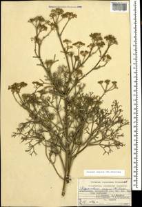 Двулакунница каспийская (DC.) Pimenov & V.N.Tikhom., Кавказ, Азербайджан (K6) (Азербайджан)