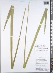 Aspidistra viridiflora Vislobokov & Nuraliev, Зарубежная Азия (ASIA) (Вьетнам)