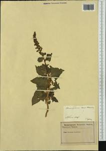 Блитум доброго Генриха (L.) Rchb., Западная Европа (EUR) (Словения)