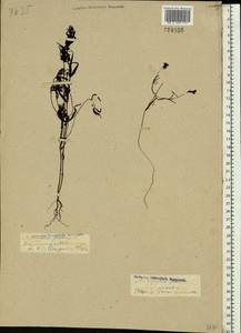 Марьянник луговой L., Восточная Европа, Северо-Западный район (E2) (Россия)