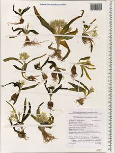 Ornithogalum lanceolatum Labill., Зарубежная Азия (ASIA) (Израиль)