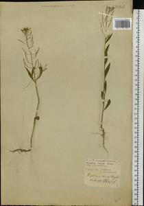 Желтушник левкойный L., Восточная Европа, Белоруссия (E3a) (Белоруссия)