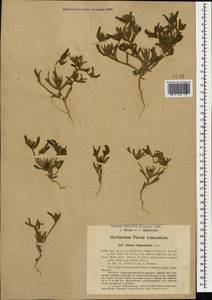 Аизоантемум испанский (L.) Hartmann, Кавказ, Азербайджан (K6) (Азербайджан)