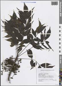 Sapindaceae, Зарубежная Азия (ASIA) (КНР)