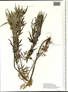 Artemisia vulgaris subsp. vulgaris, Сибирь, Чукотка и Камчатка (S7) (Россия)