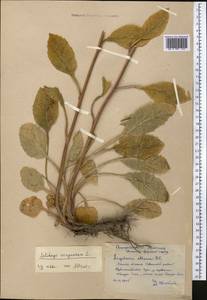 Золотарник обыкновенный, Золотая розга L., Средняя Азия и Казахстан, Памир и Памиро-Алай (M2) (Киргизия)